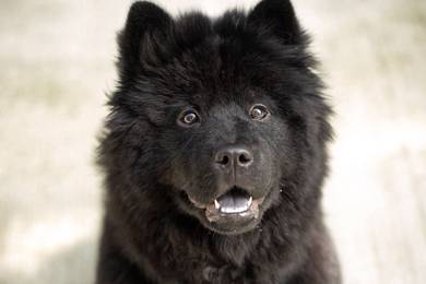 Chow Chow