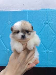 Tiny Pomeranian 