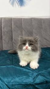 Persian Bluewhite Cat