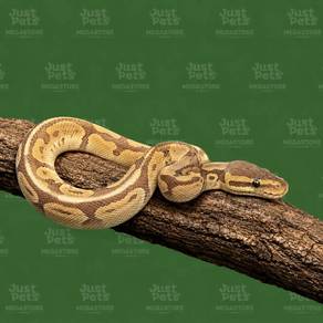 Ball Phyton Snake Banana Pied Het Clown