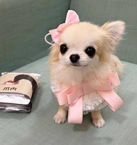 Chihuahua