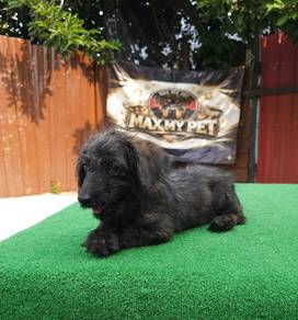 Poodle mixed Dachshund