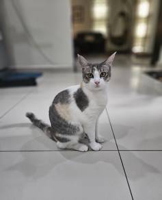 Kucing Betina Calico 2thn
