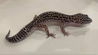 Leopard Gecko - Assorted Female