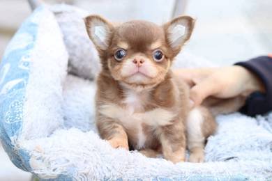 Chihuahua puppies 