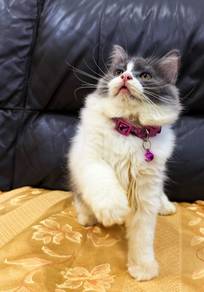 Anak kucing DLH mencari Tuan Baru 