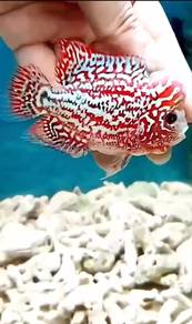 Louhan flowerhorn Taiping Manjung sitiawan