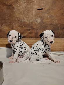 Dalmatian 