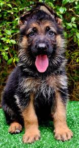 GERMAN SHEPHERD PUPPIES F46🐻 Beautiful Big Size