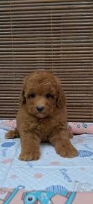 Maltipoo 
