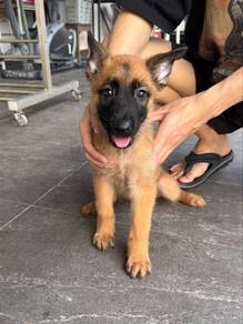 Belgium shepherd malinois