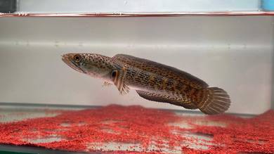 Ikan Channa Fish Auranti Cobra 5 inch (ACS-3)