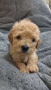 Toy Poodle 2 Months Old