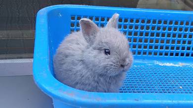 netherland dwarf