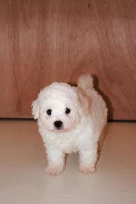 A17 Fluffy Bichon Dog