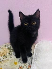 munchkin kitten