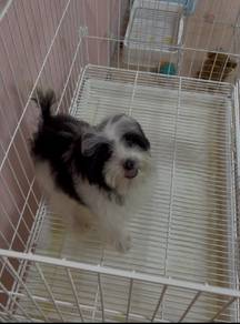 Maltipoo Boy