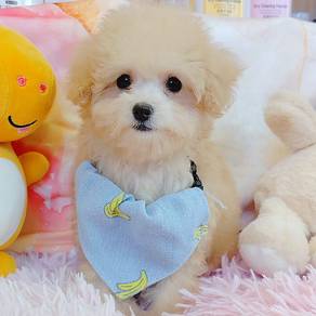 Poodle
