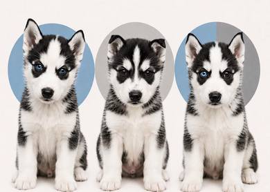 Husky