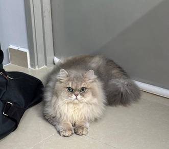 British Long Hair, Pure, Boy, Spayed