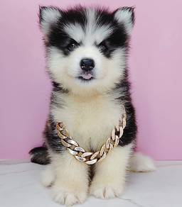 Wooly Husky