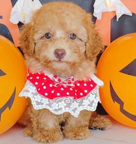 Poodle