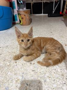 purebreed mainecoon kitten cat kucing