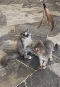 BSH tabby mak tabby golden ayah blue rehome