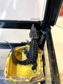 Skink