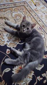 anak kucing / kitten / cat
