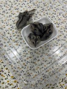 winter hamster