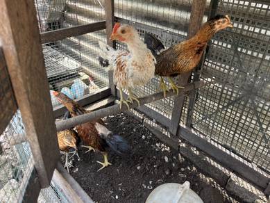 ayam ketawa hiasan reban
