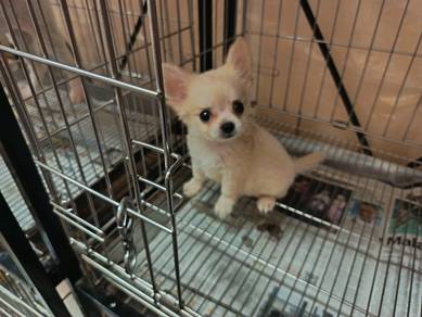 Chihuahua bulu panjang kecil 700 grams saja
