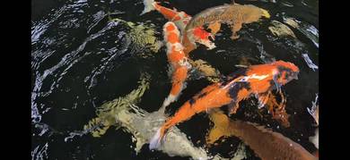 100% Japanese Koi