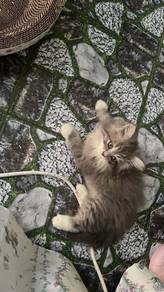 Kucing