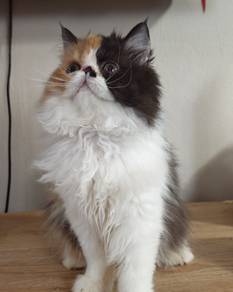 kitten female 5 month old