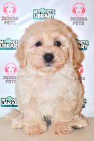 i22 Cute Maltichon Puppy