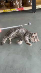American Shorthair Male