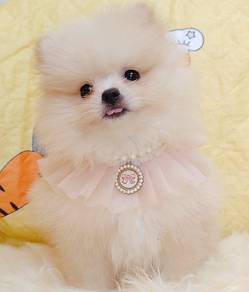 Pomeranian