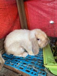 Holland Lop Rabbit