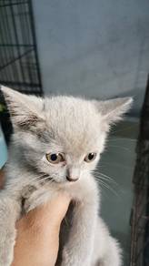 bsh lilac fawn