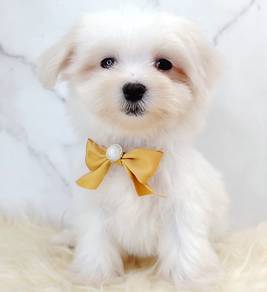 Maltese