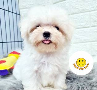 Hcc-5011 Tiny Maltese puppy dogs #MKA reg.