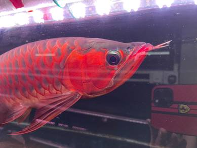 Super red arowana