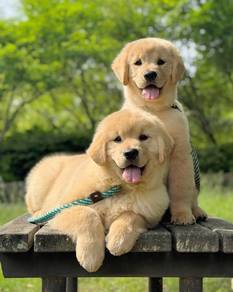 golden retriever s