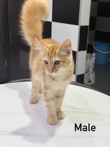 Mainecoon kitten