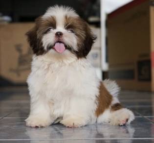 SHIH TZU PUPPIES A359🌻 Small Dog Available