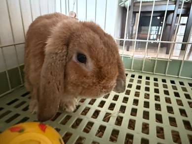 Rabbit Holland Lop, 9 Months Old, Female, Orange