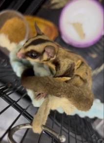 sugar glider (classic grey)