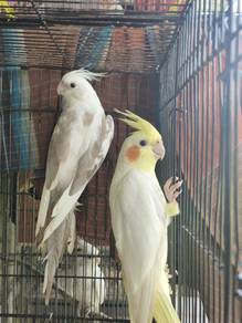 cockatiel